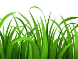 Grass Clipart Picture drawing