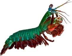 Peacock Mantis Shrimp drawing