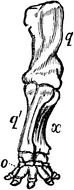 Anterior Extremity Of Elephant as a graphic illustration