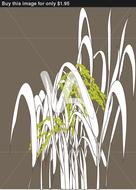 rice grain on a plant