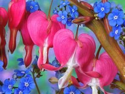 Bleeding Heart Flower drawing