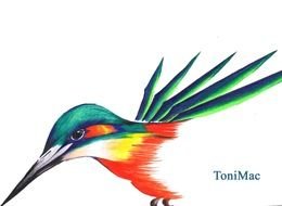 Bird tonimac Drawing