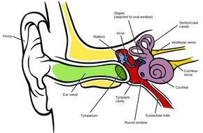 inner ear structure