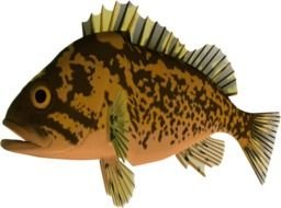 Clip art of fish