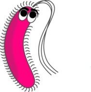 Gram Positive Clip Art