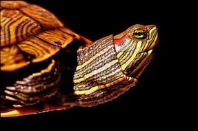 TINY TURTLE