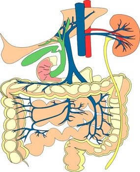 Organ System Clip Art N3