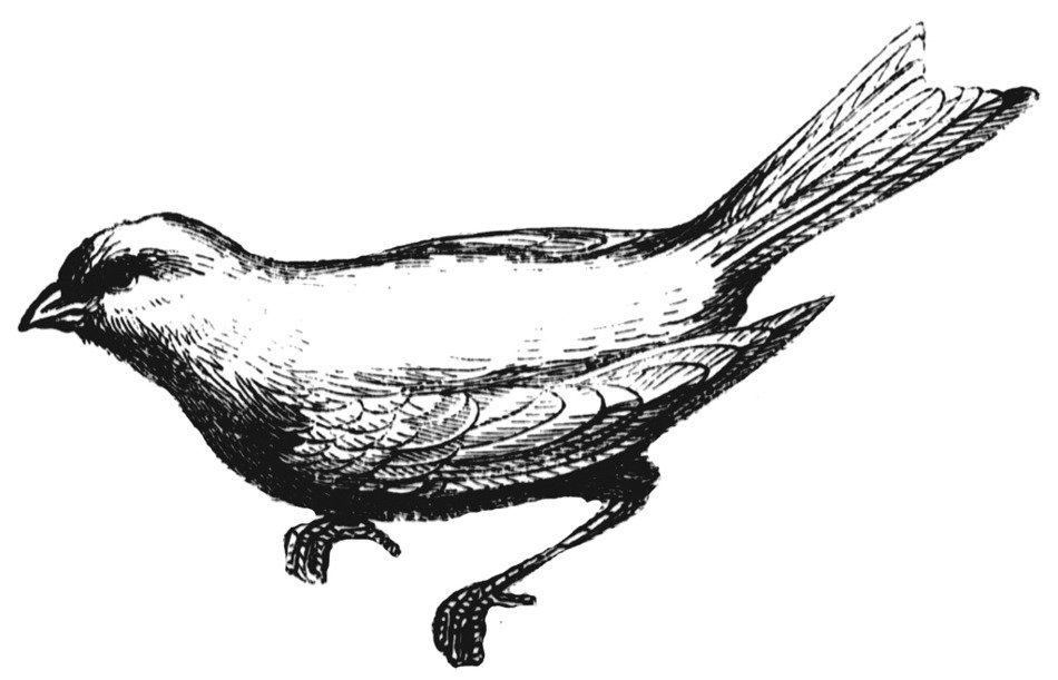 Canary Coloring Page