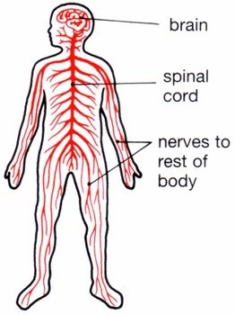 Nervous System Clip Art N6