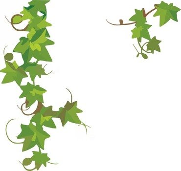 Ivy Vine Clip Art N18