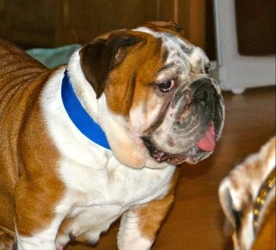 Chicago English Bulldog Rescue