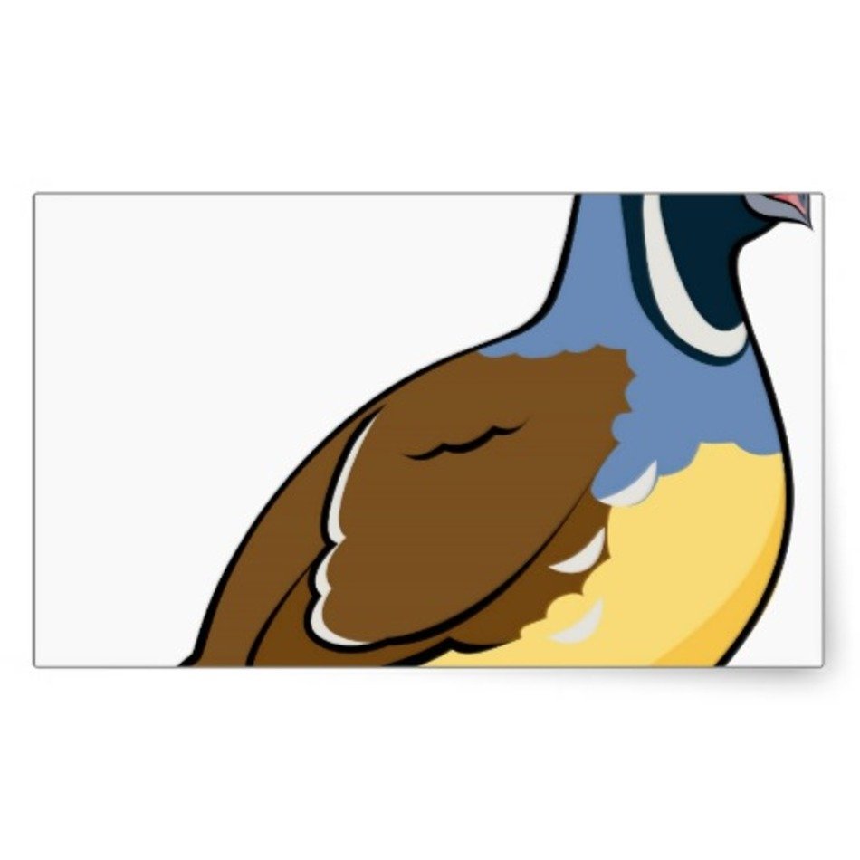 California Quail Cartoon