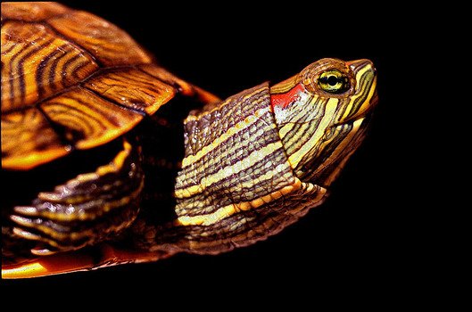 TINY TURTLE