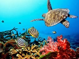 turtle among the colorful underwater world as a picture for clipart