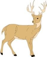Deer Antlers With Flowers Clip Art