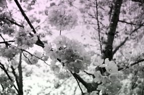 Cherry Blossoms at sky, Black And White