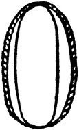 Wild Oat Grass drawing