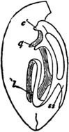 Black and white drawing of the Brachidopoda as a clipart