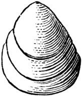 Fossil Coloring Pages drawing