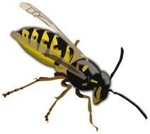 Working Wasp