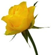 Yellow Rose Clip Art N39