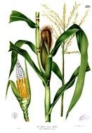 Zea Mays