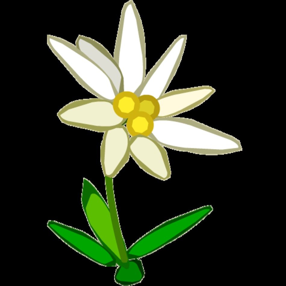 Black And White Edelweiss Flower