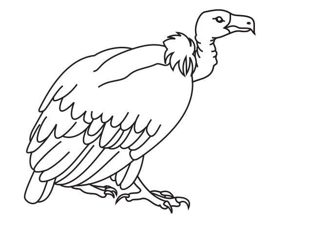 Vulture Clip Art Black And White N3