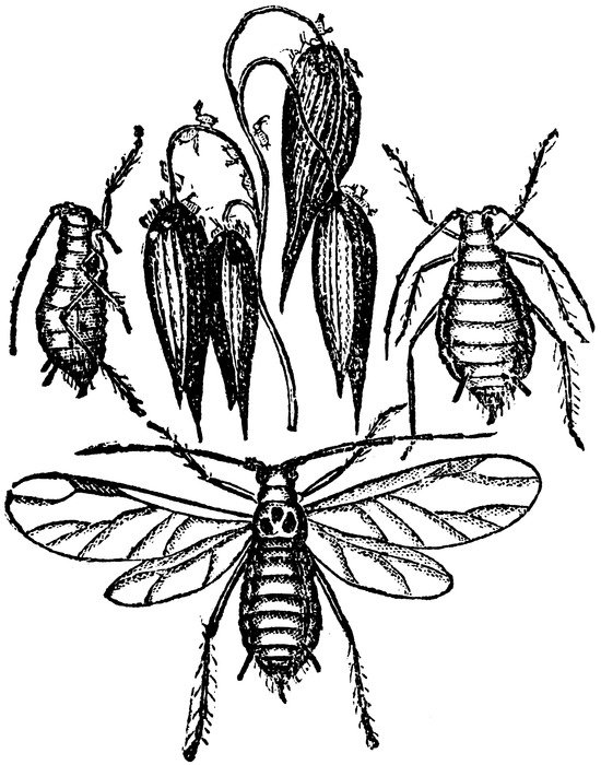 Aphis Avence drawing