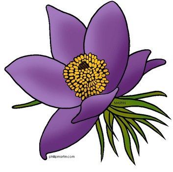 South Dakota State Flower