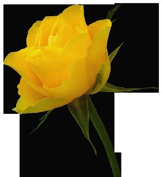 Yellow Rose Clip Art N39