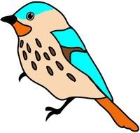 Funny Bird drawing