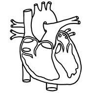 Human Heart Coloring Page