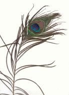 nice Peacock Feather drawing