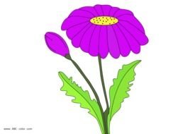 purple daisy flower at black background, drawing