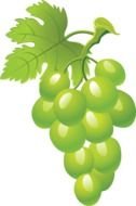 Green Grapes Clip Art darwing