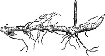 clipart of the Rootstock