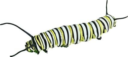 caterpillar as a picture for clipart