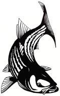 Fly Fishing Logos drawing