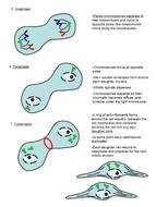 Cell Cycle Interphase Mitosis drawing