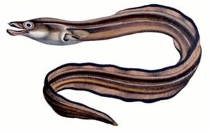 Eel Clip Art drawing