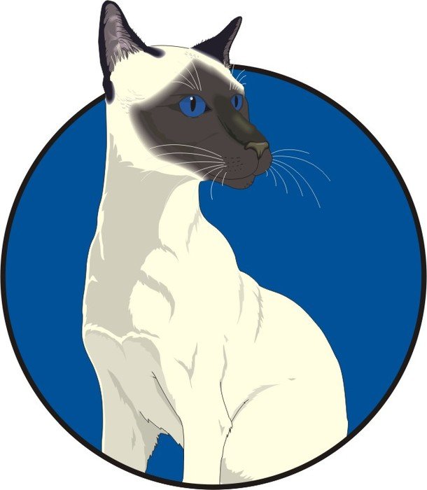 Siamese Cat Cartoon N2