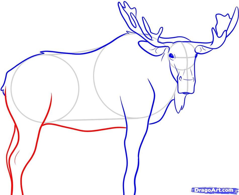 How To Draw A Moose Face