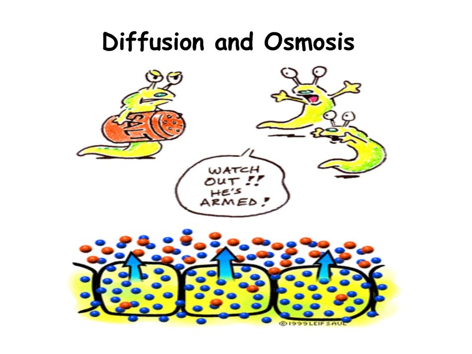 illustration of diffusion and osmosis