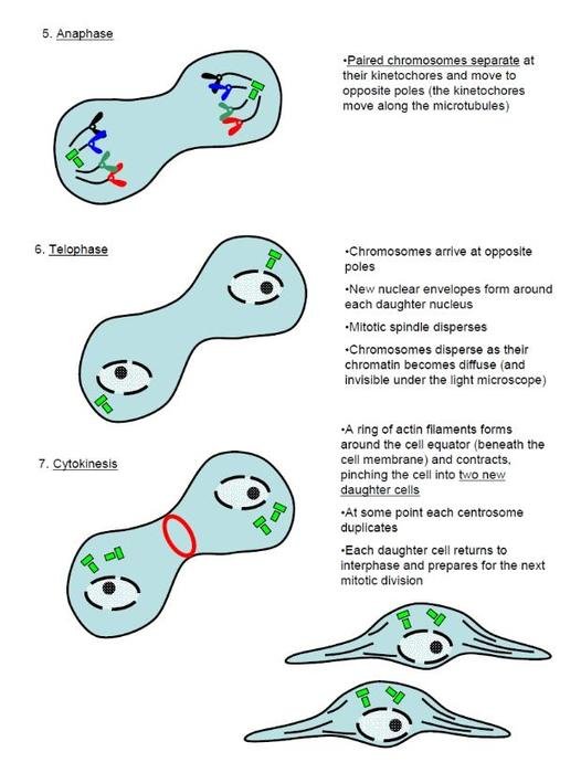 Cell Cycle Interphase Mitosis drawing