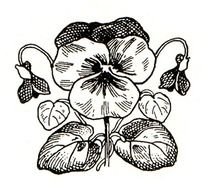 Pansy Clip Art N7