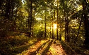 Landscape Picture of the sunny Forest