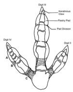 Dinosaur Footprint as a picture for clipart