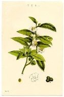 Tea Plant drawing