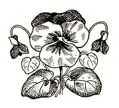 Pansy Clip Art N7